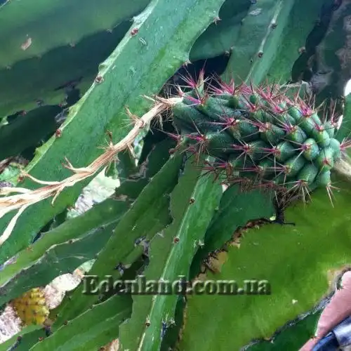 Зображення Гілоцереус великоквітковий - Hylocereus megalanthus 