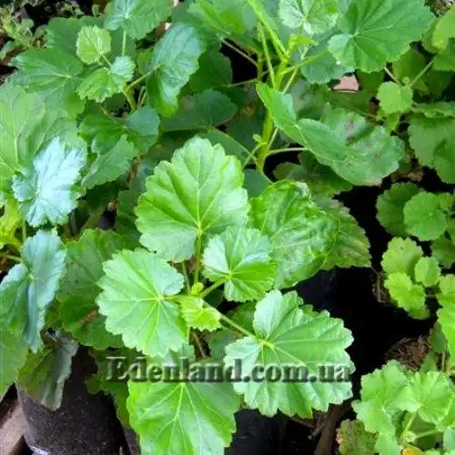 Изображение молодые саженцы