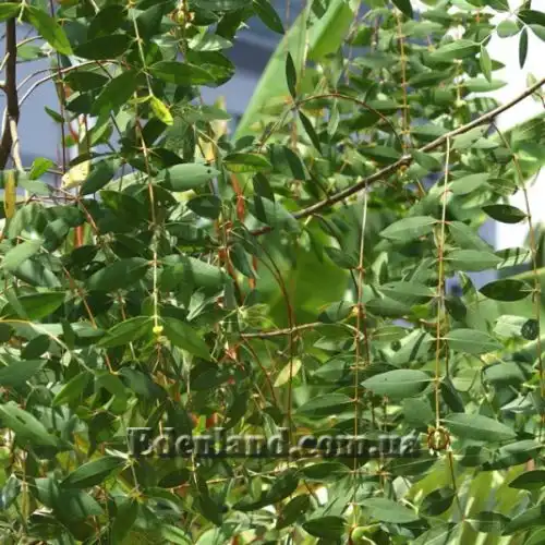 Изображение Соннератия сырная - Sonneratia caseolaris 