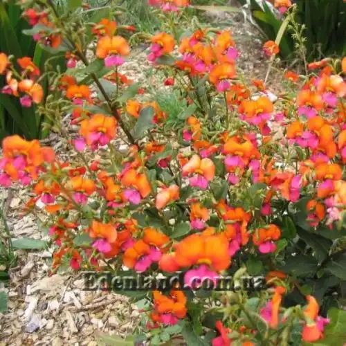 Изображение Хоризема разнолистная     - Chorizema diversifolium