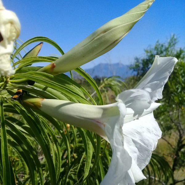 Изображение Ипомея хилопсисовидная  - Ipomoea chilopsidis