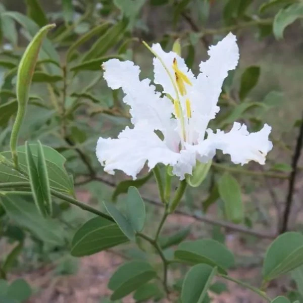 Зображення Баухінія Петерсона - Bauhinia petersiana