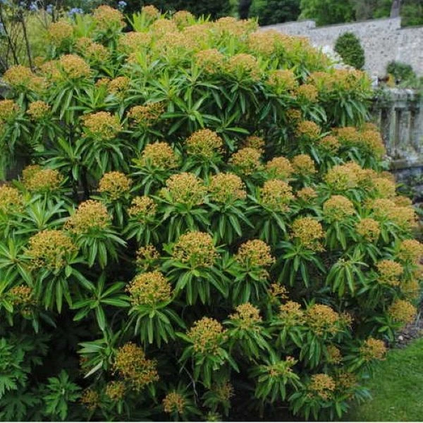 Зображення Молочай (Єуфорбія) медоносний - Euphorbia Mellifera