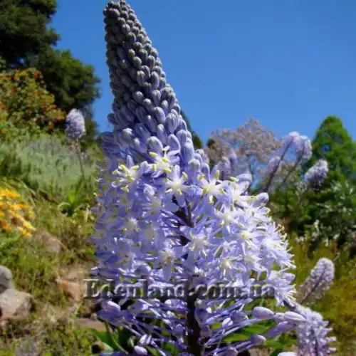 Зображення Мервілла свинцева - Merwilla plumbea