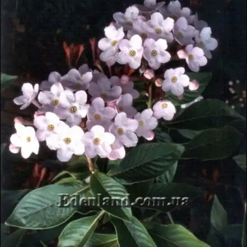 Зображення Лукулія приємна - Luculia gratissima