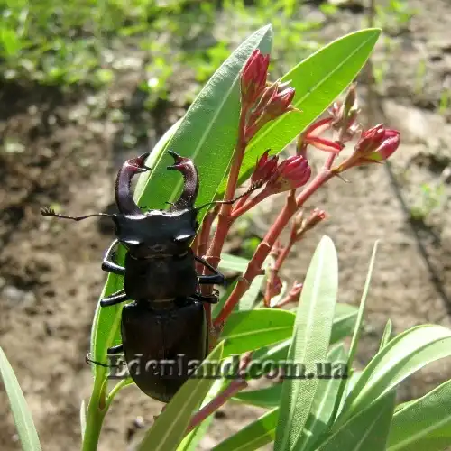 Изображение начало цветения