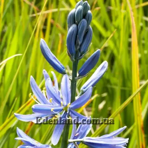 Изображение Камассия Лейхтлина - Camassia leichtlinii