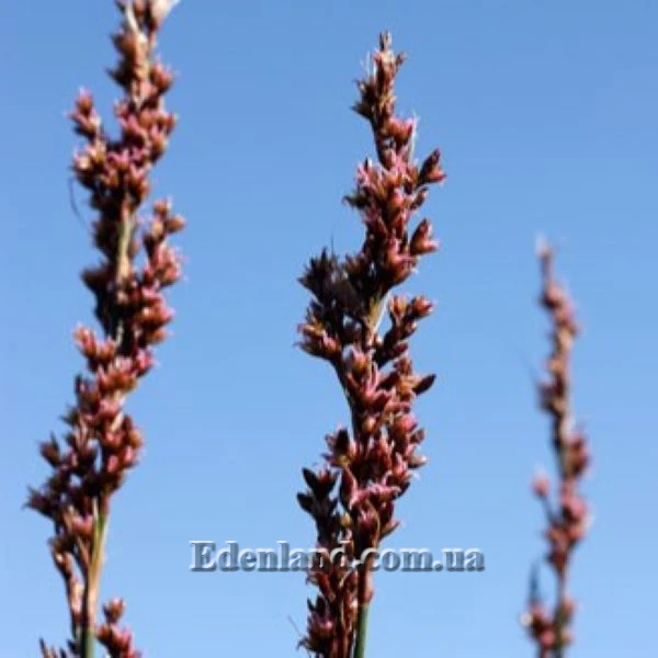 Изображение женские соцветия