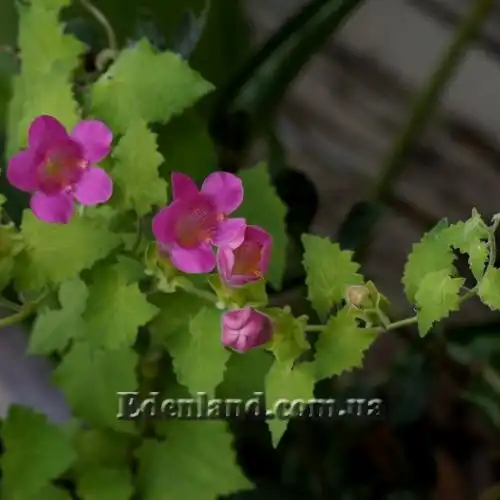 Изображение Лофоспермум стыдливый  - Lophospermum erubescens