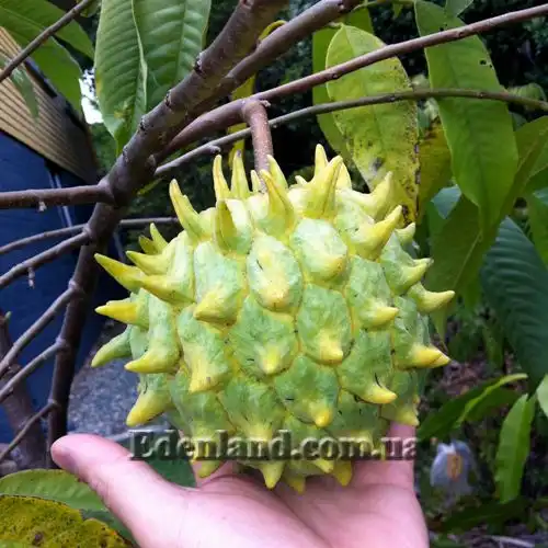 Изображение созревает плод