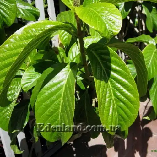 Изображение листья