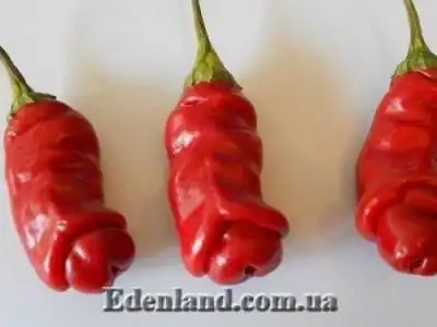 Новогоднее поступление продукции на нашем сайте. Новый год 2020!