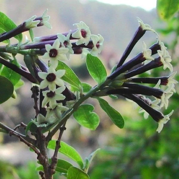 Зображення Цеструм повстяний - Cestrum tomentosum 
