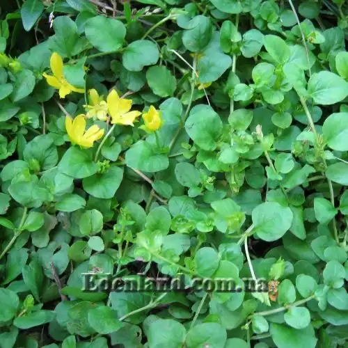 Изображение Лизимахия монетчатая - Lysimachia nummularia