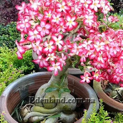 Изображение Адениум тучный - Adenium obesum var. obesum