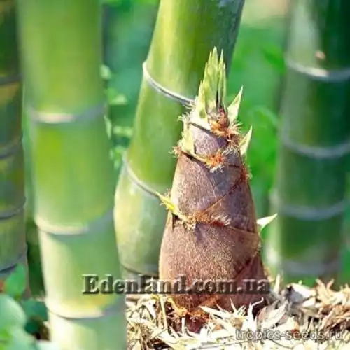 Изображение молодой росток