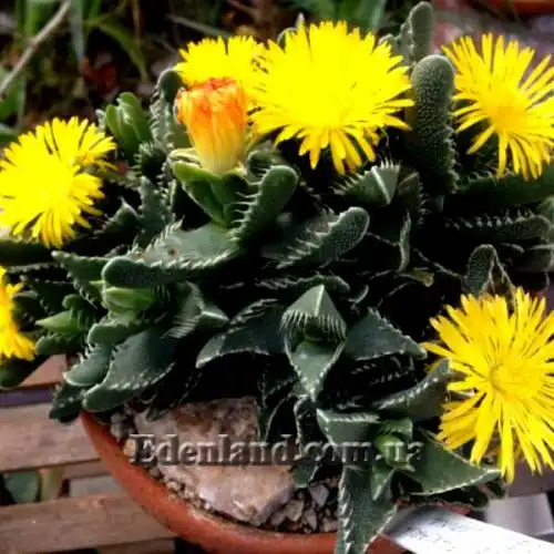 Изображение Фаукария тигриная - Faucaria tigrina 