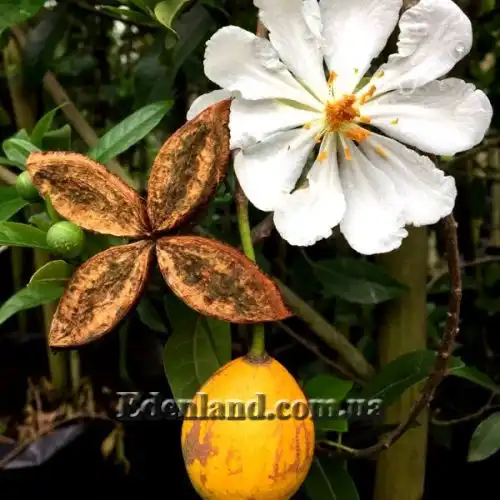 Зображення Ксилотека Крауса - Xylotheca kraussiana 