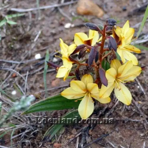 Изображение Вахендорфия метельчатая - Wachendorfia paniculata