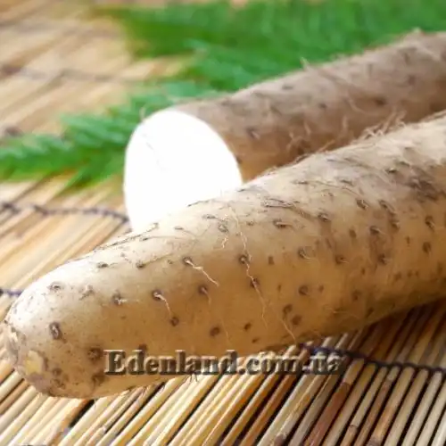 Изображение Диоскорея полистахия, Ямс - Dioscorea polystachya 