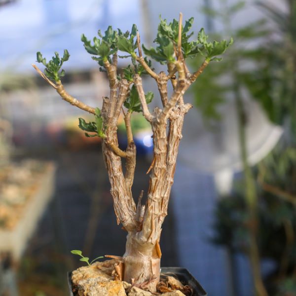 Зображення Отонна дуболиста - Othonna quercifolia