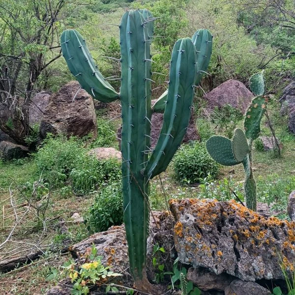 Зображення Міртилокактус геометричний - Myrtillocactus geometrizans 