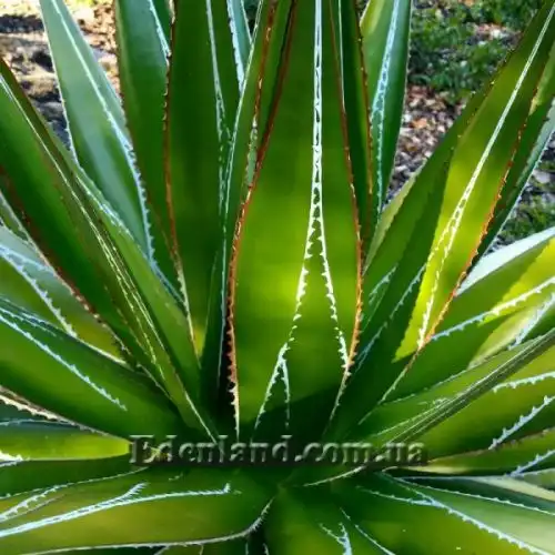 Изображение Агава отпечатанная - Agave impressa 