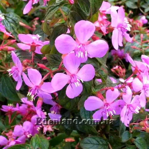 Центраденія крупнолиста - Centradenia grandifolia