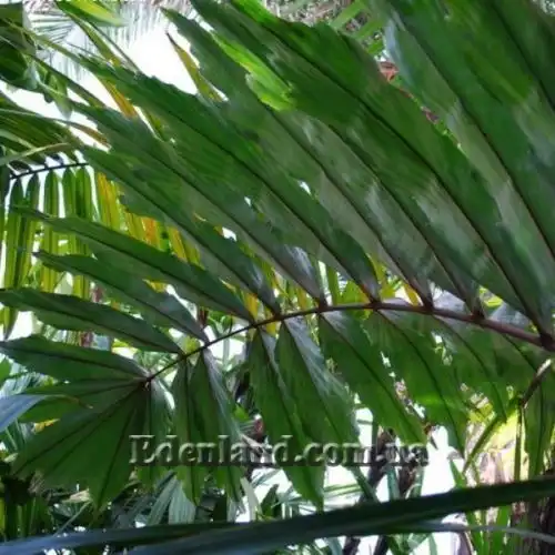 Изображение Валличия (валлихия) продолговатолистная - Wallichia oblongifolia