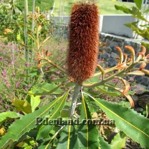 Изображение Банксия мощная - Banksia robur