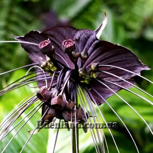 Зображення Такка Шантр'є - Tacca chantrieri