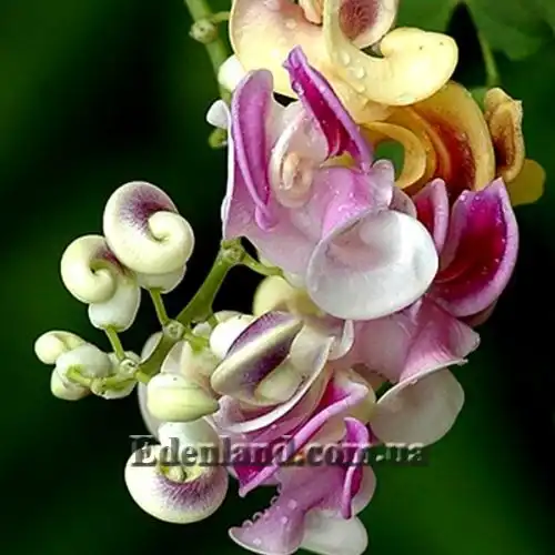 Изображение Вигна каракалла  - Vigna caracalla