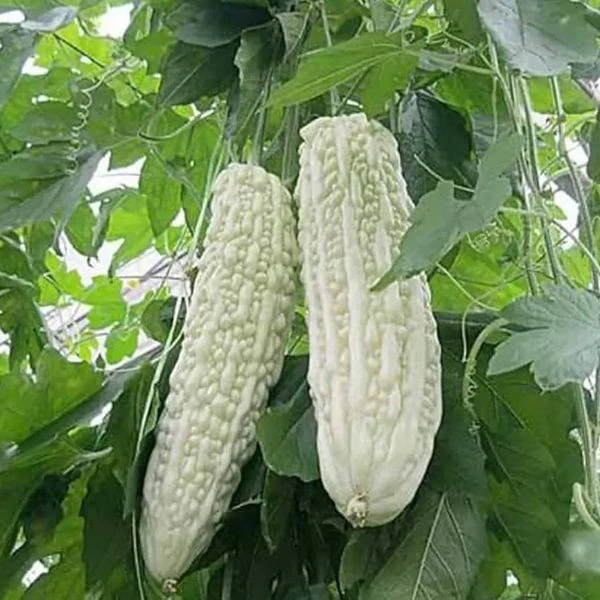 Момордика харантія ‘Біла’ - Momordica charantia ‘White’ 