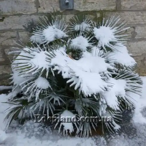 Изображение Хамеропс приземистый - Chamaerops humilis