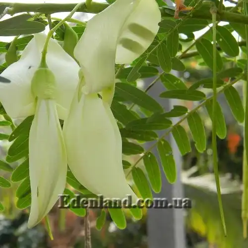 Изображение Сесбания крупноцветковая - Sesbania grandiflora