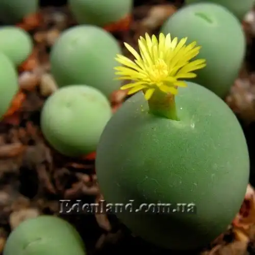 Изображение цветение