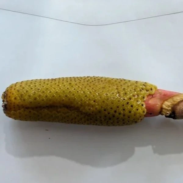 Зображення Тауматофіллум двоперисторозсічений (Філодендрон Селло) - Thaumatophyllum bipinnatifidum 