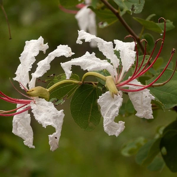 Зображення Баухінія Петерсона - Bauhinia petersiana