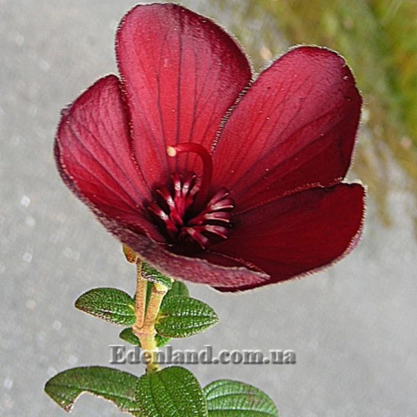 Зображення Тібухіна гросса - Tibouchina grossa