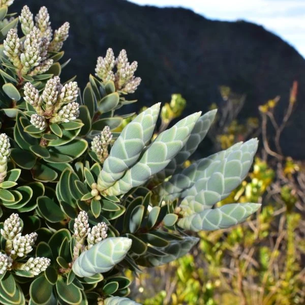 Изображение Циатопсис беловатый - Cyathopsis albicans 