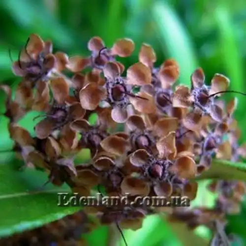 Изображение Бакхузия лимонная - Backhousia citriodora 