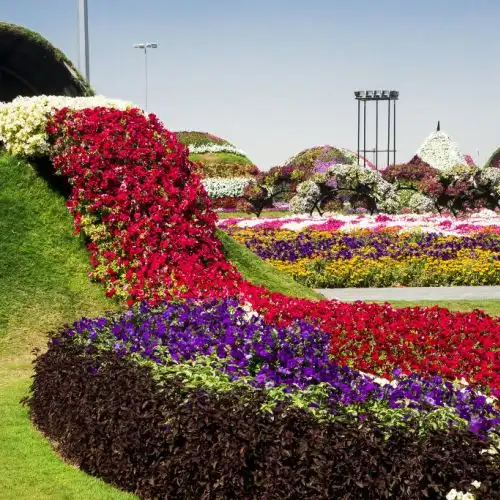 Изображение В Дубай открылся самый большой цветочный парк в мире - Dubai Miracle Garden