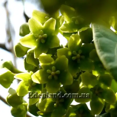 Изображение Дрежея вьющаяся - Dregea volubilis