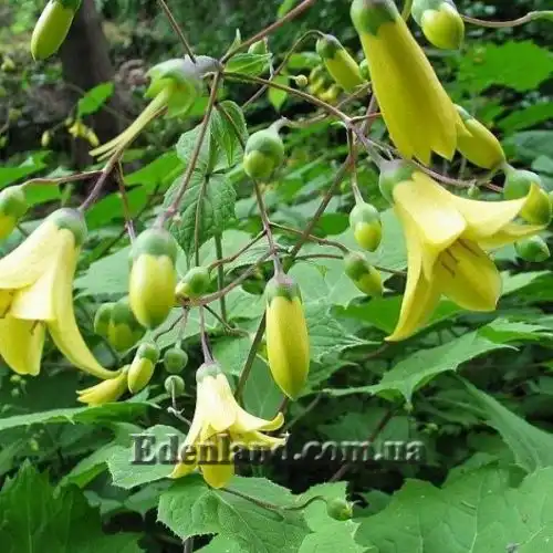 Зображення Кіренгешома дланєвидна - Kirengeshoma palmata