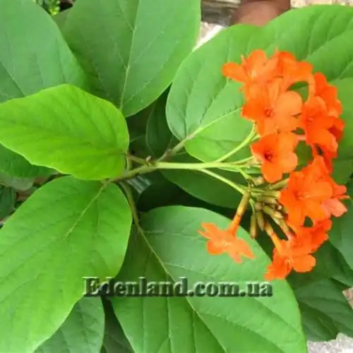 Зображення Кордія Себестена - Cordia sebestena