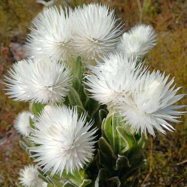 Изображение Синкарфа одетая  - Syncarpha vestita 