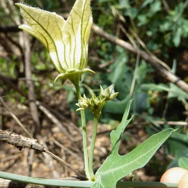 Зображення чоловіча квітка та суцвіття