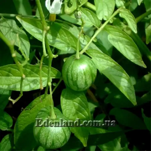 Изображение Паслен карипенс,  Тзимбало - Solanum caripense 