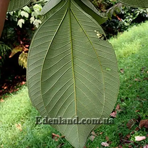 Изображение лист