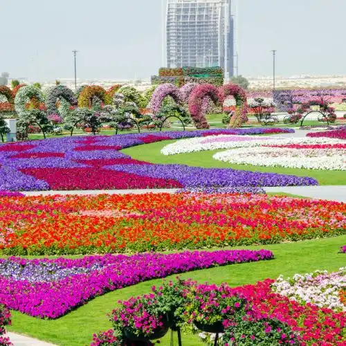 Изображение В Дубай открылся самый большой цветочный парк в мире - Dubai Miracle Garden